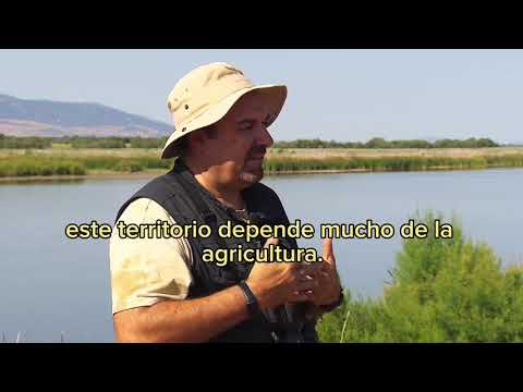 The vanishing Daimiel wetlands: A 50-year environmental crisis and a national park in peril