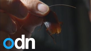 Fancy farming cockroaches?