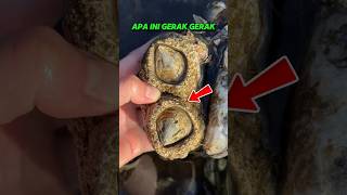 Bukan jerawat ikan paus! Ini adalah barnacle hewan yang nempel di mana mana