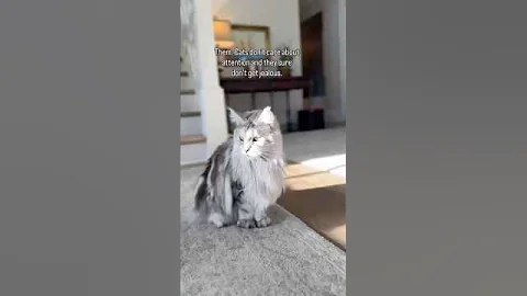 Watch the video about Orange cat jealousy! 🧡😹 #catreels #mainecoon #orangecat #orangecatsrule #funnycats