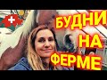 жизнь на конной ферме| школа верховой езды | Швейцария