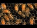 Honeybee Conservation and Colony Collapse