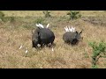 White rhino mother with calf in Meru National Park, August 2018