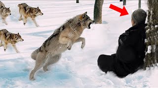 Wolves Surrounded The Wounded Guy, He Thought It Was The End, But The Impossible Happened..