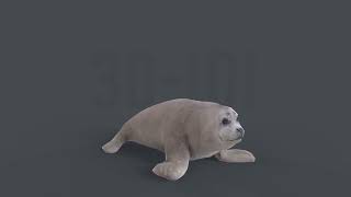 Baby Spotted Seal 3D Low poly Game Ready