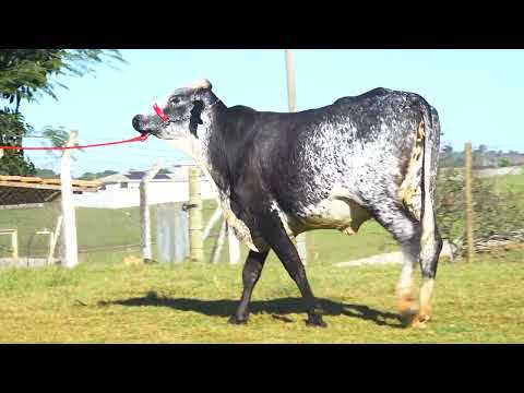 LOTE 12 ISADORA FIV RIBEIRÃO GRANDE   8297CQ