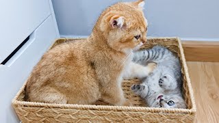 Kittens fighting for the cat basket - Cuteness is overloaded - Interesting animal videos by Animal Gaby 3,626 views 10 months ago 3 minutes, 32 seconds