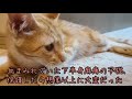 子猫の保護から現在に至るまでのドタバタ治療記録