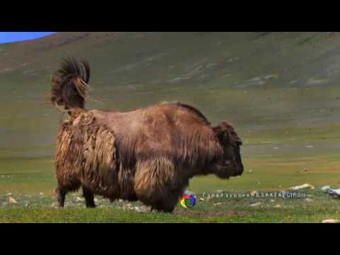 Видео: Сибирь бол байгалийн бүс нутаг