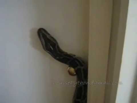 Louise Python is hungry so tries to open the door to feeding room