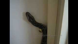 Louise Python is hungry so tries to open the door to feeding room