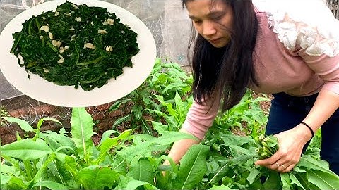 Chế biến rau bồ công anh xào tỏi và tác dụng của rau bồ công anh là gì?