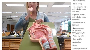 Respiratory System Lab (NEW)