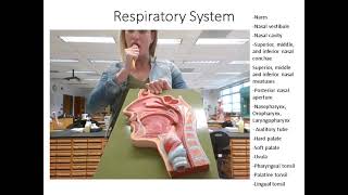 Respiratory System Lab (NEW)