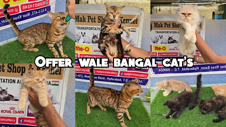 Watch the video about Offer wale bangal cat's available in Hyderabad | Persian kittens & doll face cat's at Mak Cattery