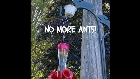 Making an Ant Moat for Hummingbird Feeder
