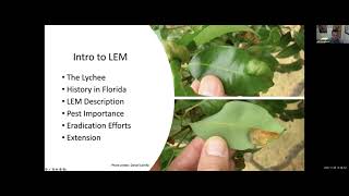 A comprehensive Lychee Erinose Mite (LEM) management update @MiamiDadeExtension