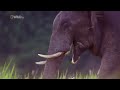 National Geographic Дикая природа Таиланда Wild Thailand 2013 01 720p HDTVRip 480