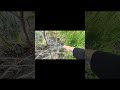 How to trap nuisance muskrats! @Theforestdoctoroutdoors
