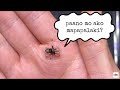 Basics ng spiderling care