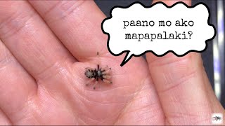 Basics ng spiderling care