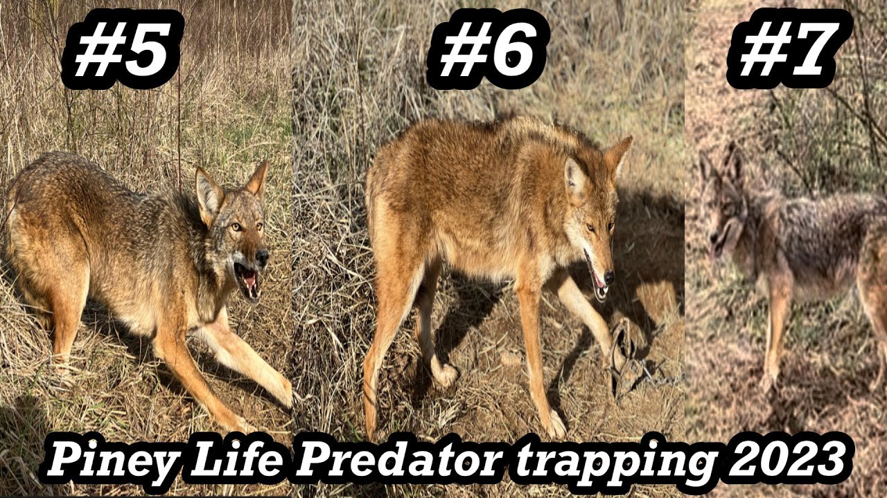 Best Coyote Traps of 2023