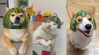 Watermelon Hat On Cats And Dogs Compilation Douyin
