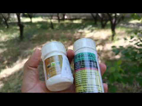 Video: Տնական օրգանական թունաքիմիկատ - խորհուրդներ սպիտակ յուղով միջատասպան պատրաստելու համար