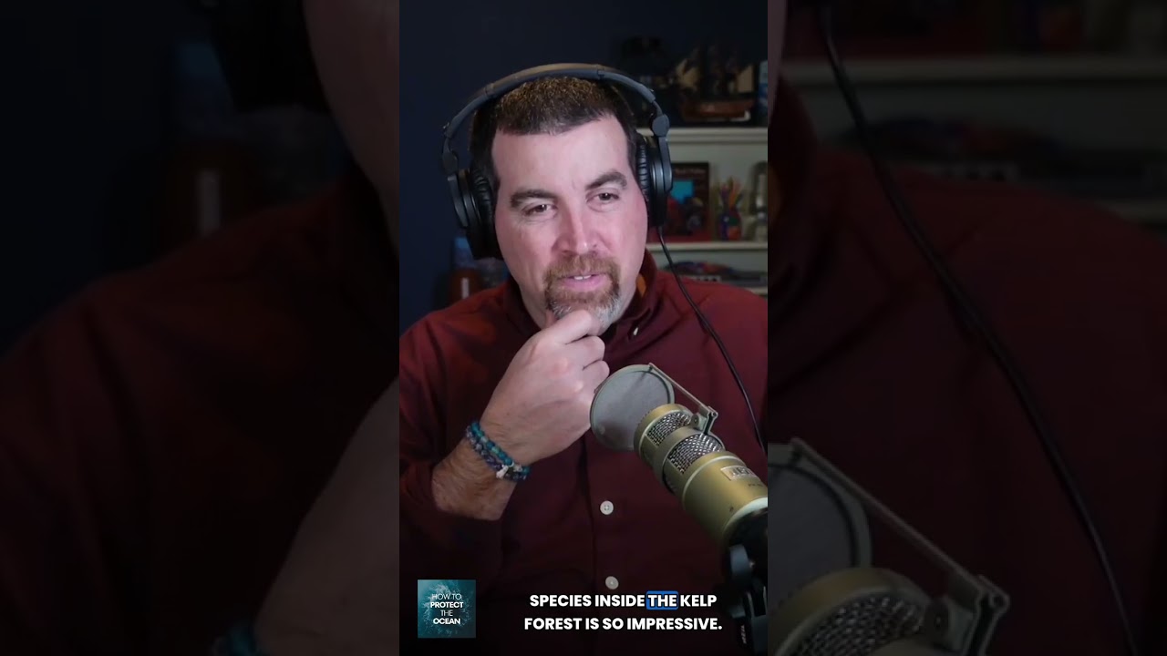 Kelp forests may be the ocean’s most overlooked climate and biodiversity solution.