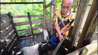 BS Meri Babi Makai ,Gelagat Sis Lundun😘😘