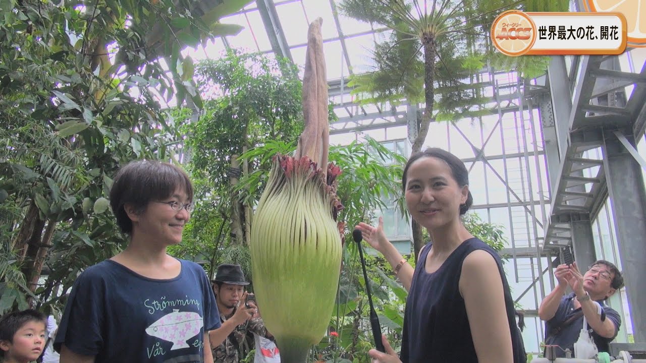 ウィークリーａｃｃｓ 世界最大の花 ショクダイオオコンニャク 澤根桜子 Youtube