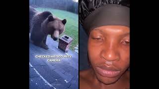 This Man Found A Bear Cub In His Chimney