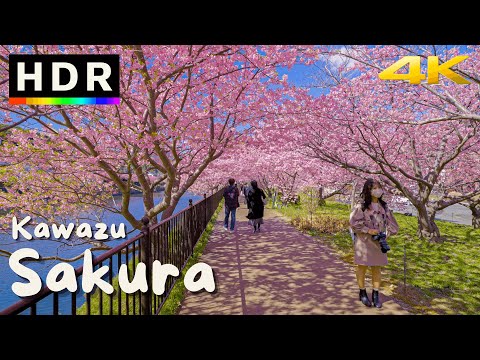 4K HDR Japan Cherry Blossoms - Kawazu Sakura
