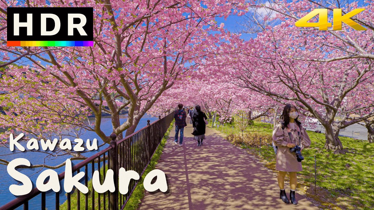 ⁣4K HDR // Japan Cherry Blossoms 2022 - Kawazu Sakura
