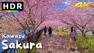 4K HDR Japan Cherry Blossoms  Kawazu Sakura