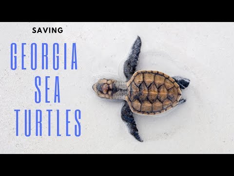 Saving Georgia Sea Turtles | GPB News