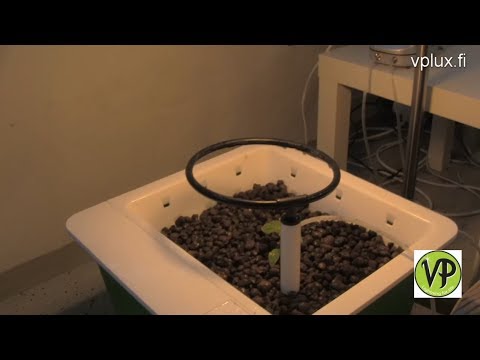 Video: Kahvi: Sisäviljely