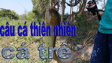 CÂU CÁ THIÊN NHIÊN[ĐIỂM NÀY- CÁ TRÊ NHIỀU HƠN CÁ TRA]