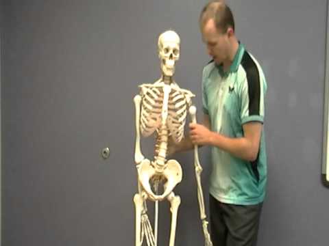 Anatomy of the Skeleton 1.mpg - YouTube