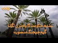 Sindh Government ka Palm tree lagana game changing mansooba | SAMAA TV