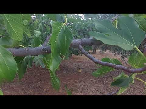 Βίντεο: Μαύρο νυχτικό - φαρμακευτικό φυτό