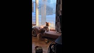 Funniest Animals 😂 Funniest Cats and Dogs March 2024 by Funny Pets 20 views 1 month ago 14 minutes, 2 seconds