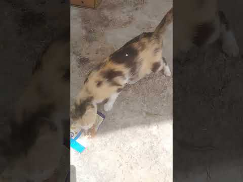 Breakfast Shorts Cat