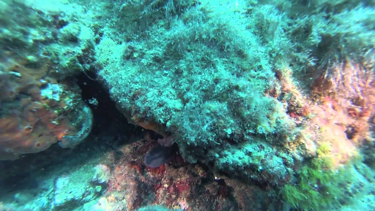 Immersioni A.M.P. Bergeggi 30/08/2015