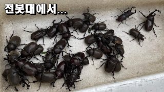 말도 안되는 상황의 제보...!!전봇대에 이거 무슨일인가요?? 가자마자 흥분해버렸네요ㄷㄷ