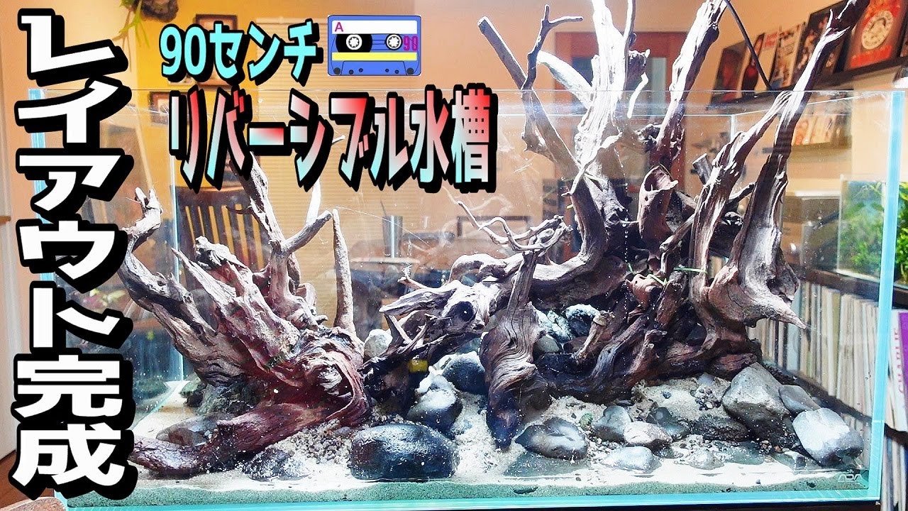 アクアリウム】レイアウト完成！（リバーシブル水槽立上げ、ラプラタ