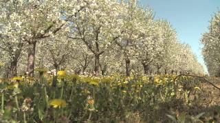 Download Lagu csoppmix meggy j MP3