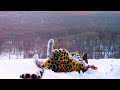 Зимние игры дальневосточного леопарда