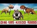 Los 10 perros molosos más fuertes, musculosos y peligrosos