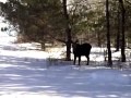 Moose in back yard